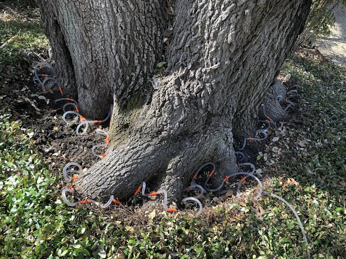Detailed Tree Cabling and Bracing job site in Vermont
